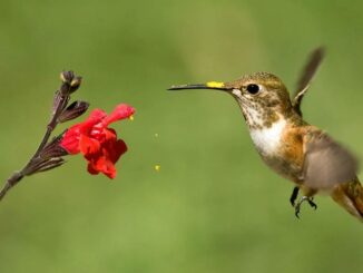 Bird Tours