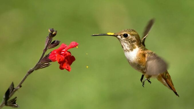 Bird Tours