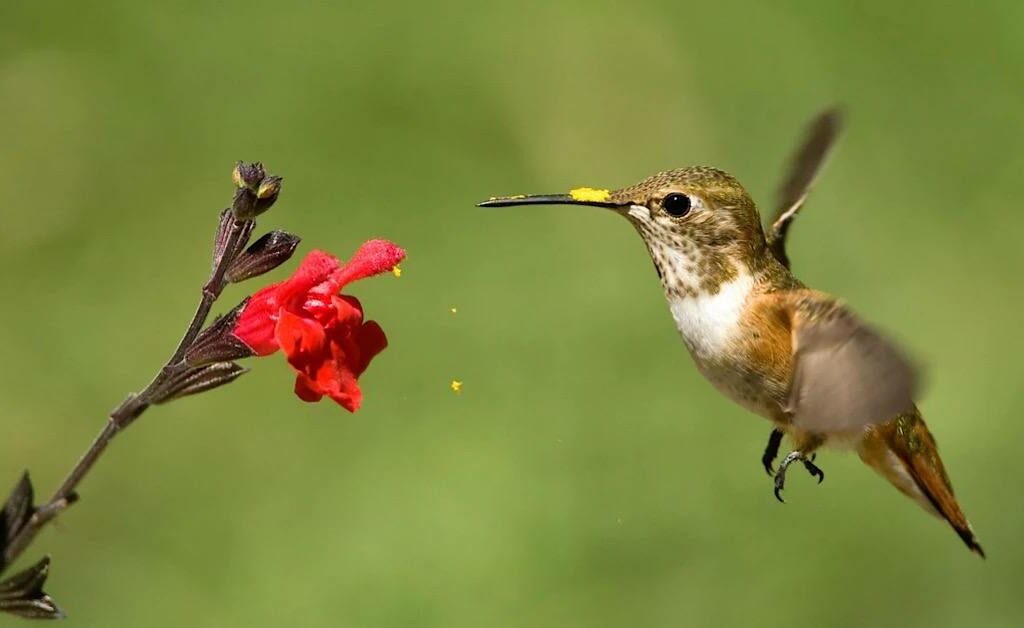 Bird Tours