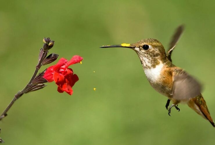 Bird Tours