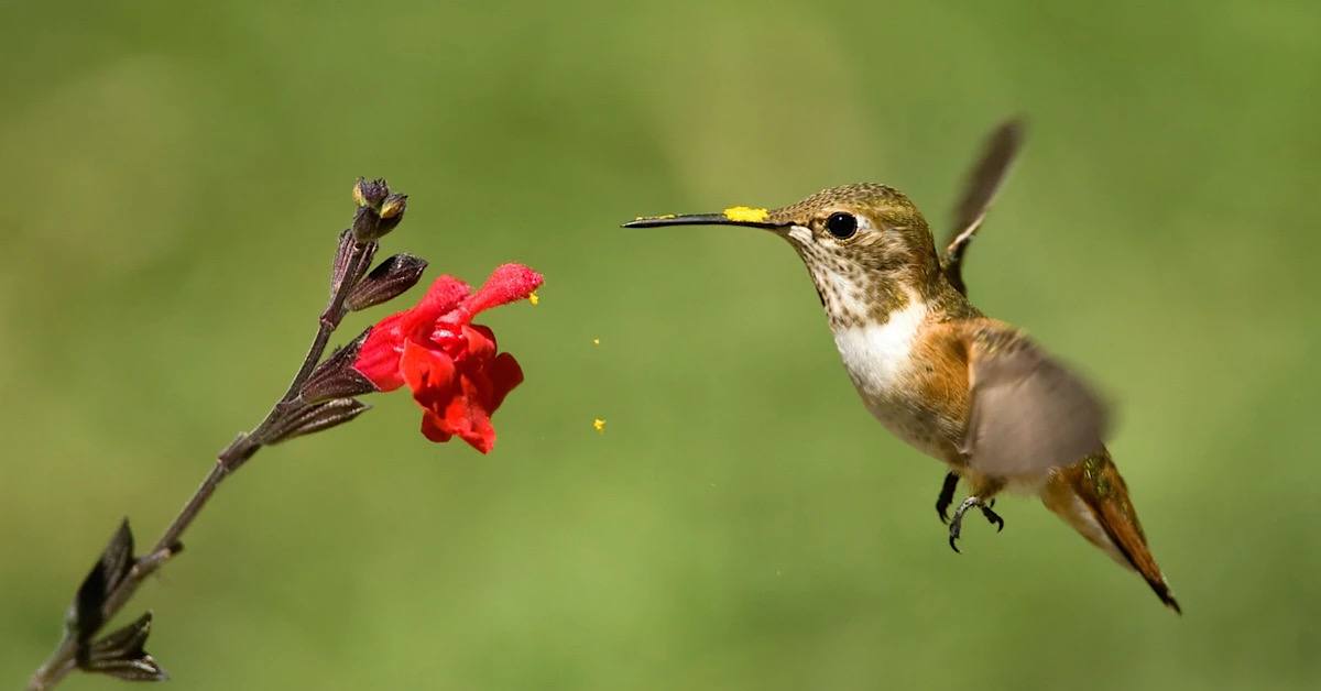 UK Amazing Bird Tours and Benefit of Flowers on Environment in 2023